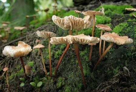   Marasmius scorodonius  